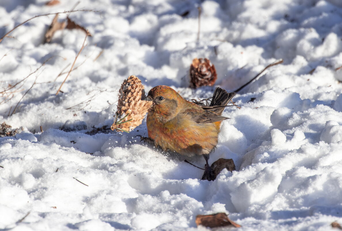 клест еловик - юрий макаров