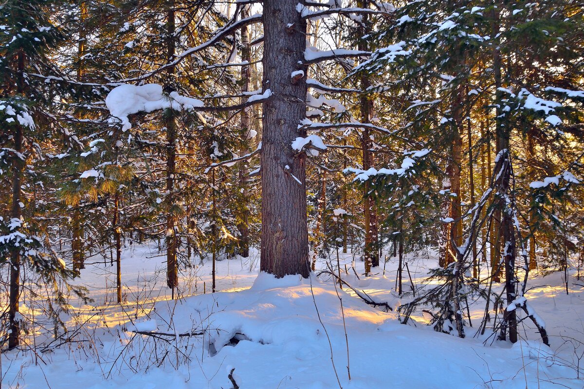 - - Владимир Мигонькин - - Владимир Мигонькин