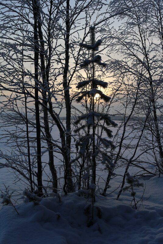 Зимний лес - Ольга Зимний лес - Ольга