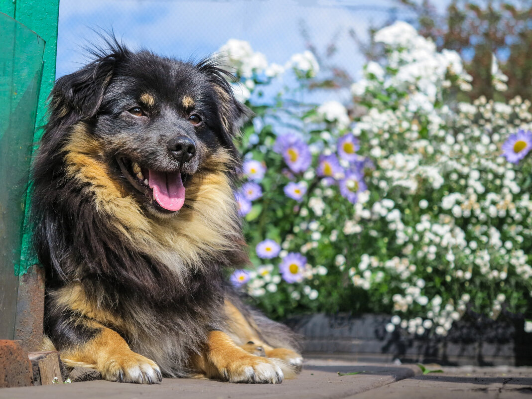 С летним настроением - Сергей Медведев С летним настроением - Сергей Медведев