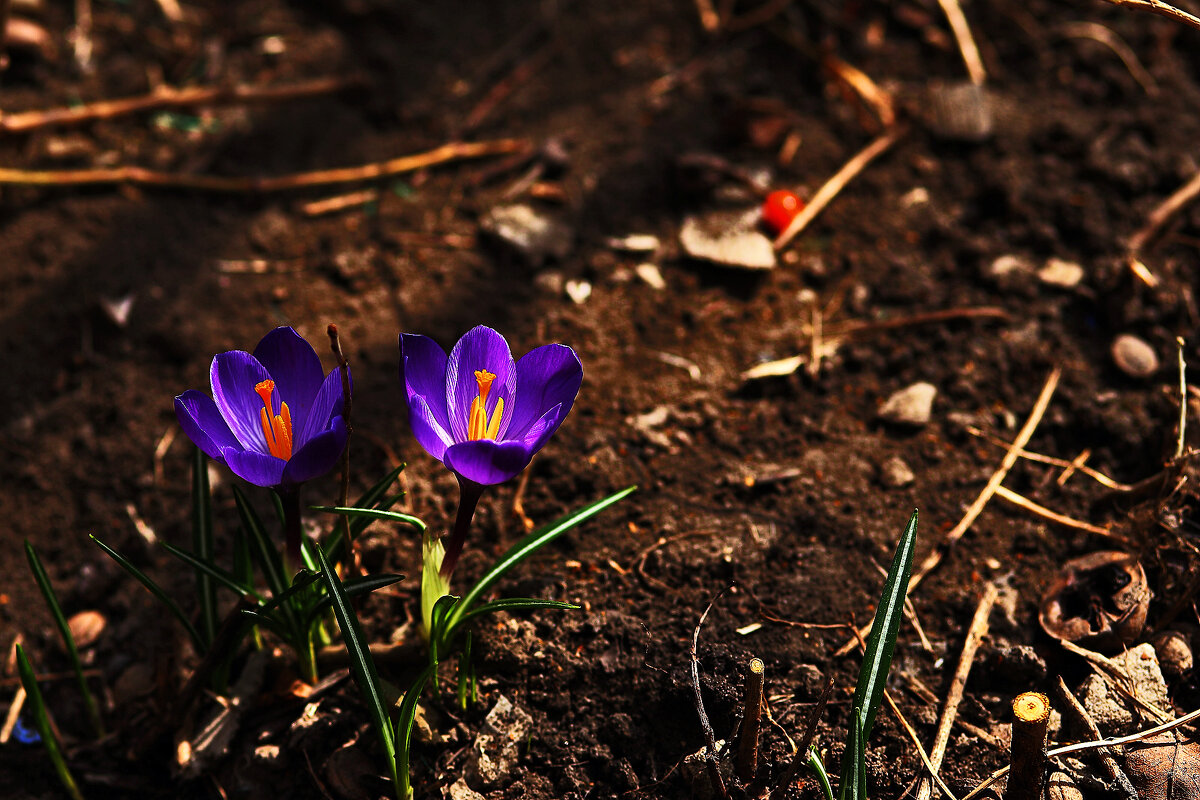 Крокусы - Юрий Гайворонскiий Крокусы - Юрий Гайворонскiий