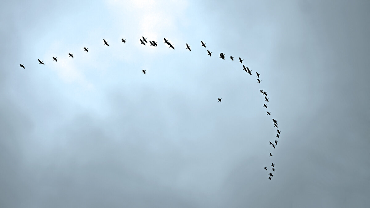 Уже летят - Alexandеr P