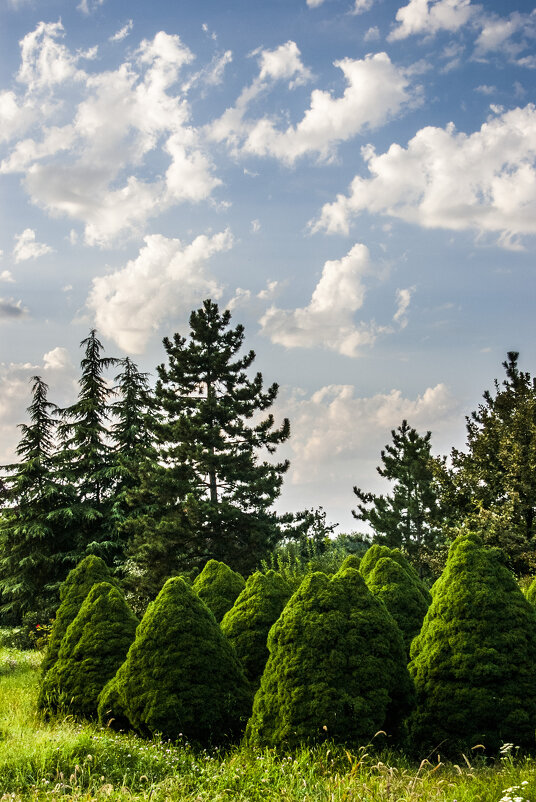 Тираспольский дендропаркъ & облака - Коля Лукашов