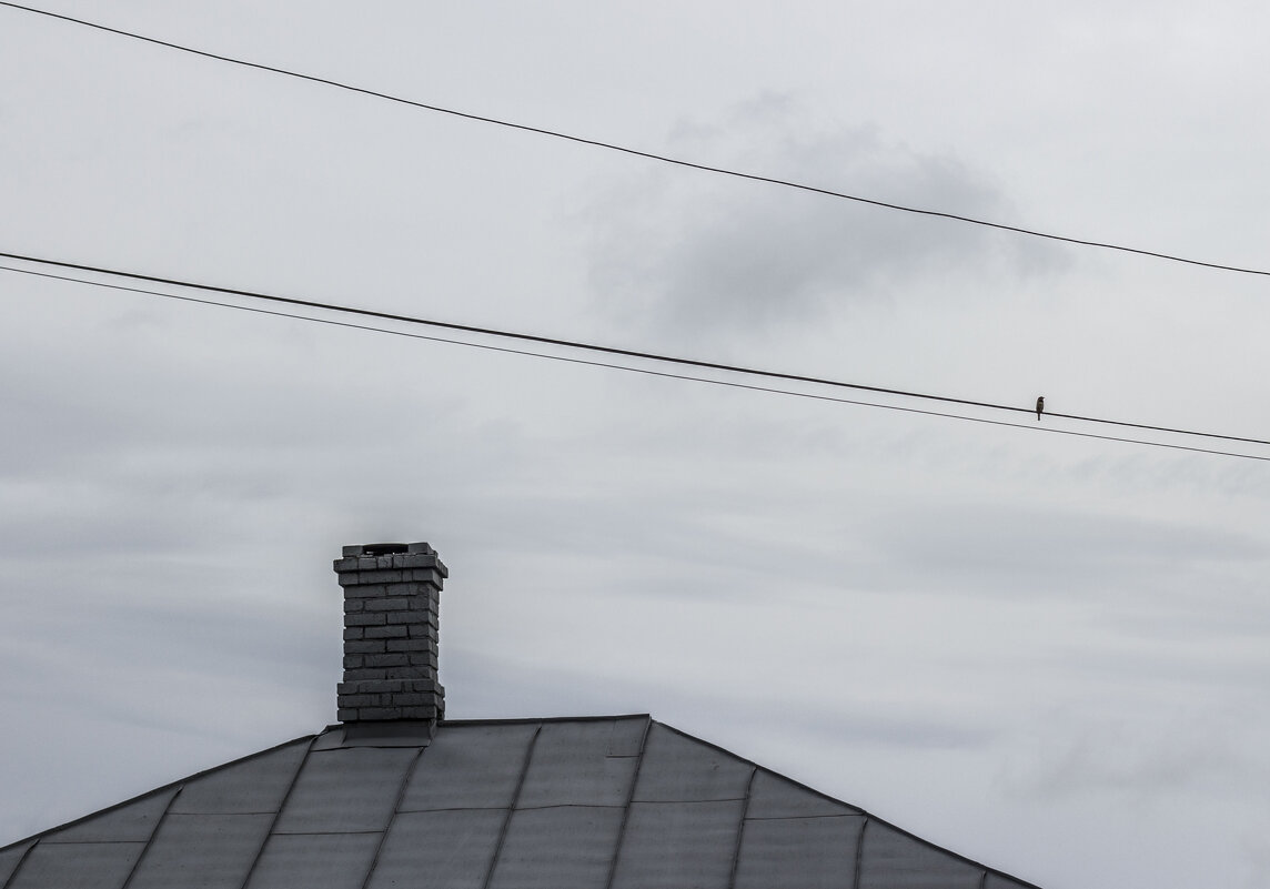 Птичка & Крыша - Коля Лукашов Птичка & Крыша - Коля Лукашов