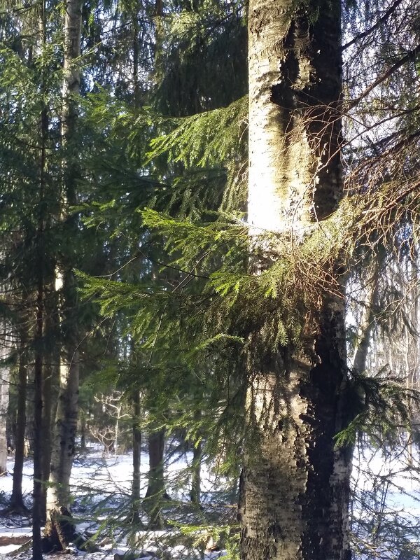 ... - Наталия Кольцова