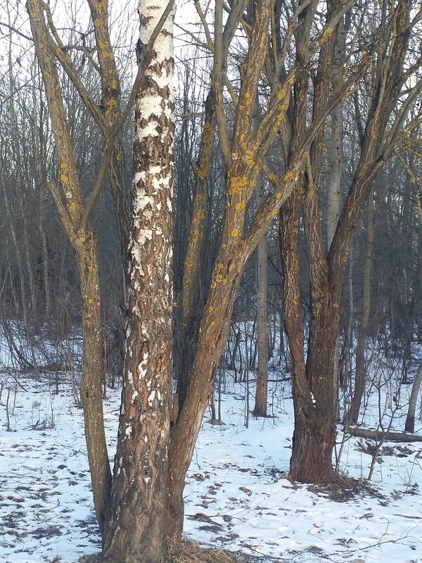 ... - Наталия Кольцова