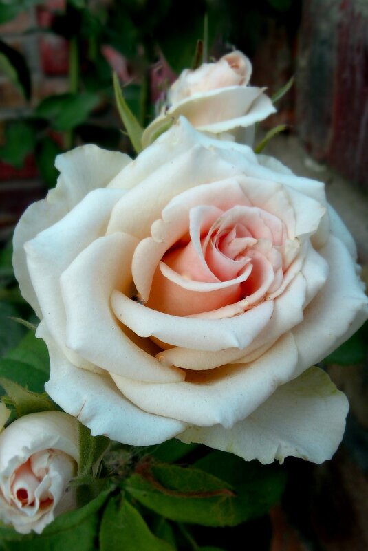 РОЗА - Татьяна Касьяненко РОЗА - Татьяна Касьяненко