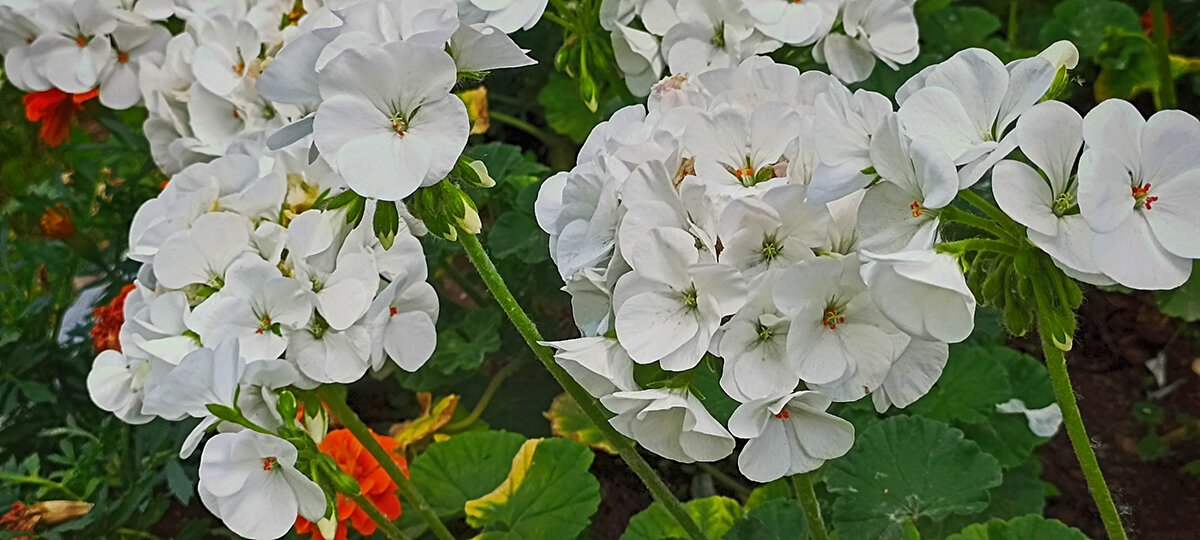 Городские цветы. - Лилия * Городские цветы. - Лилия *