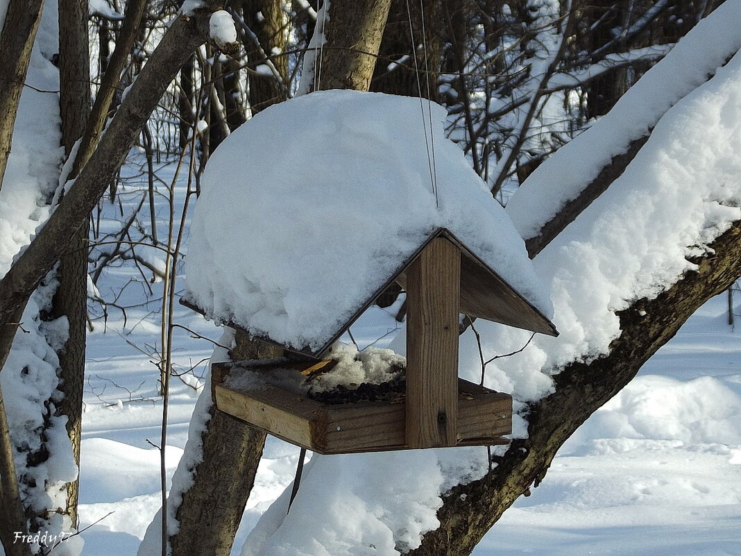 Не забываем кормить птичек! - Freddy 97