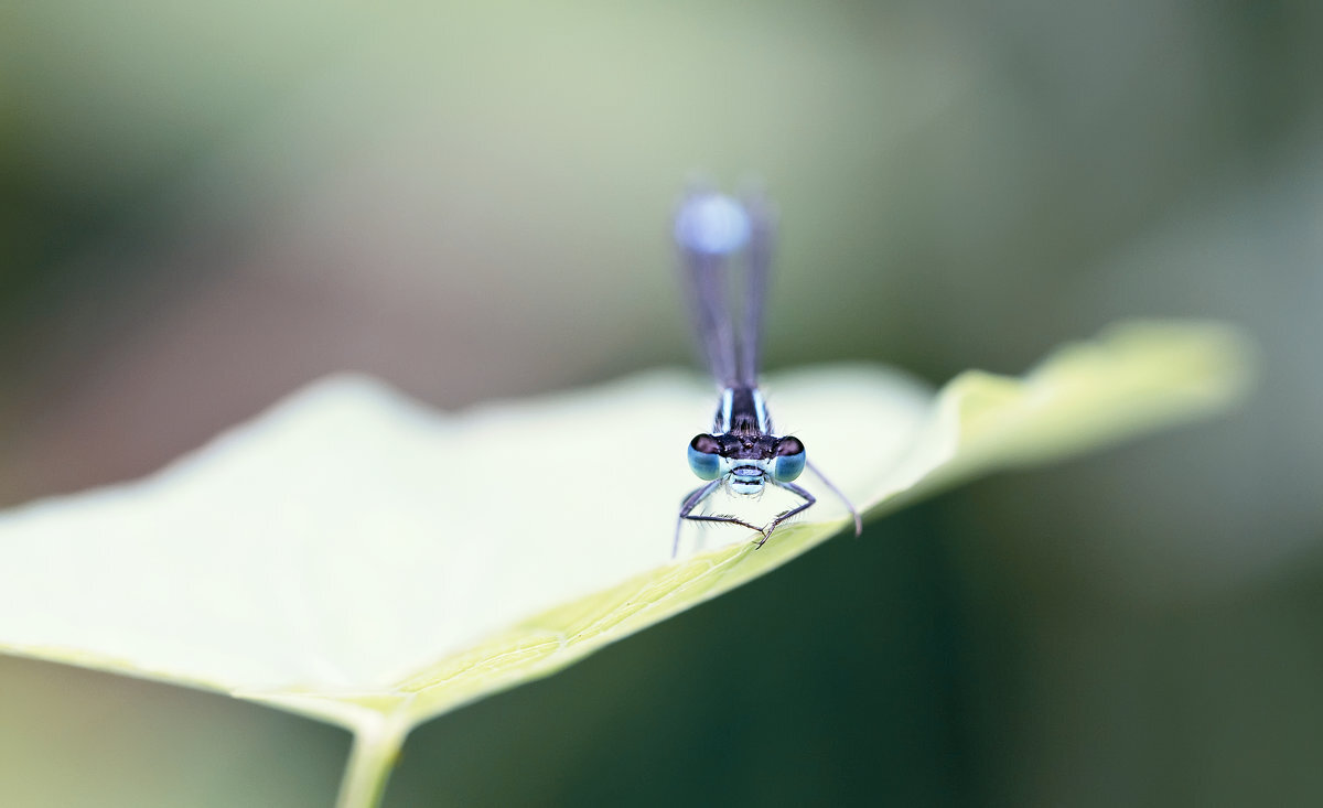 Глаза в глаза) - Лилия .