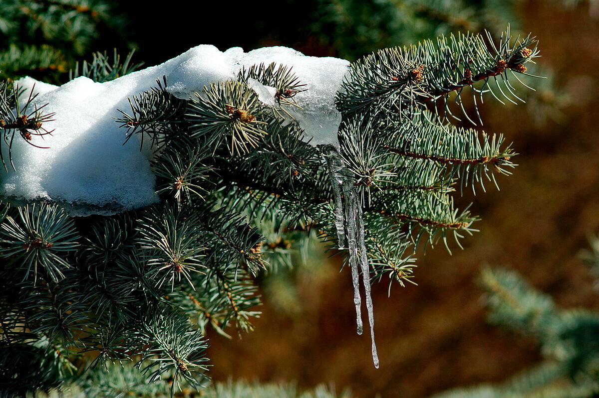 У нас потеплело... - Николай Саржанов У нас потеплело... - Николай Саржанов