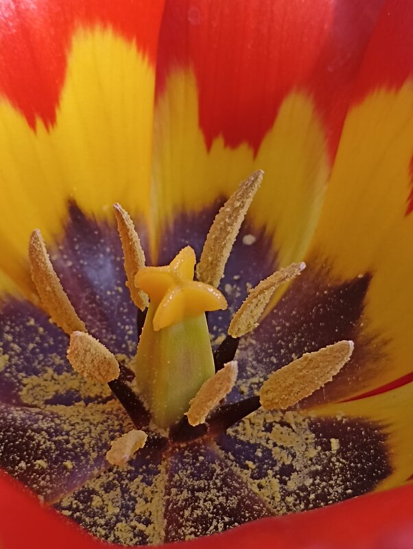 В сердечке - Pippa В сердечке - Pippa