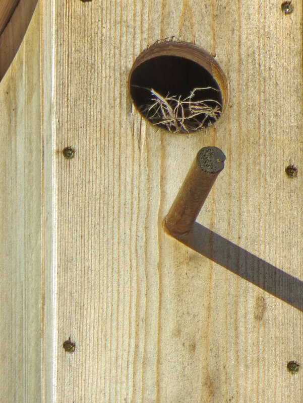 Февральский скворечник. - Александр Чеботарь Февральский скворечник. - Александр Чеботарь