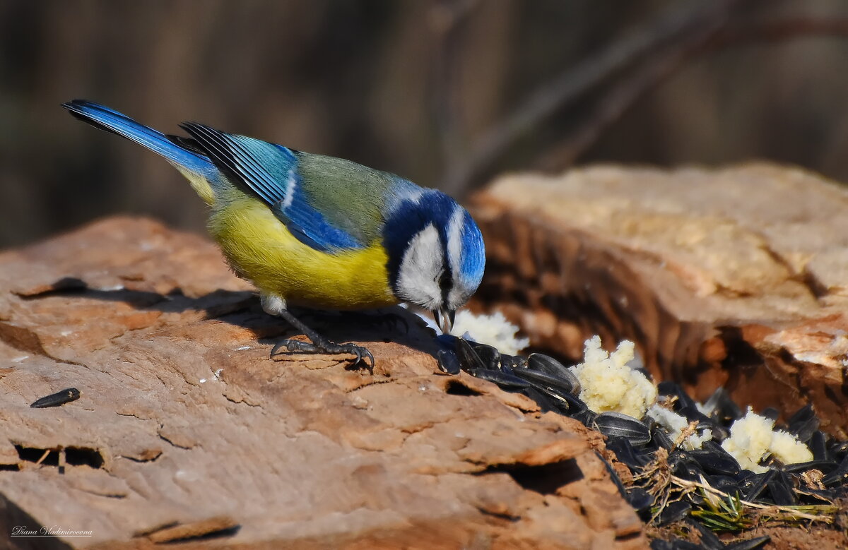 ЛАЗОРЕВКА. - DianaVladimirovna 