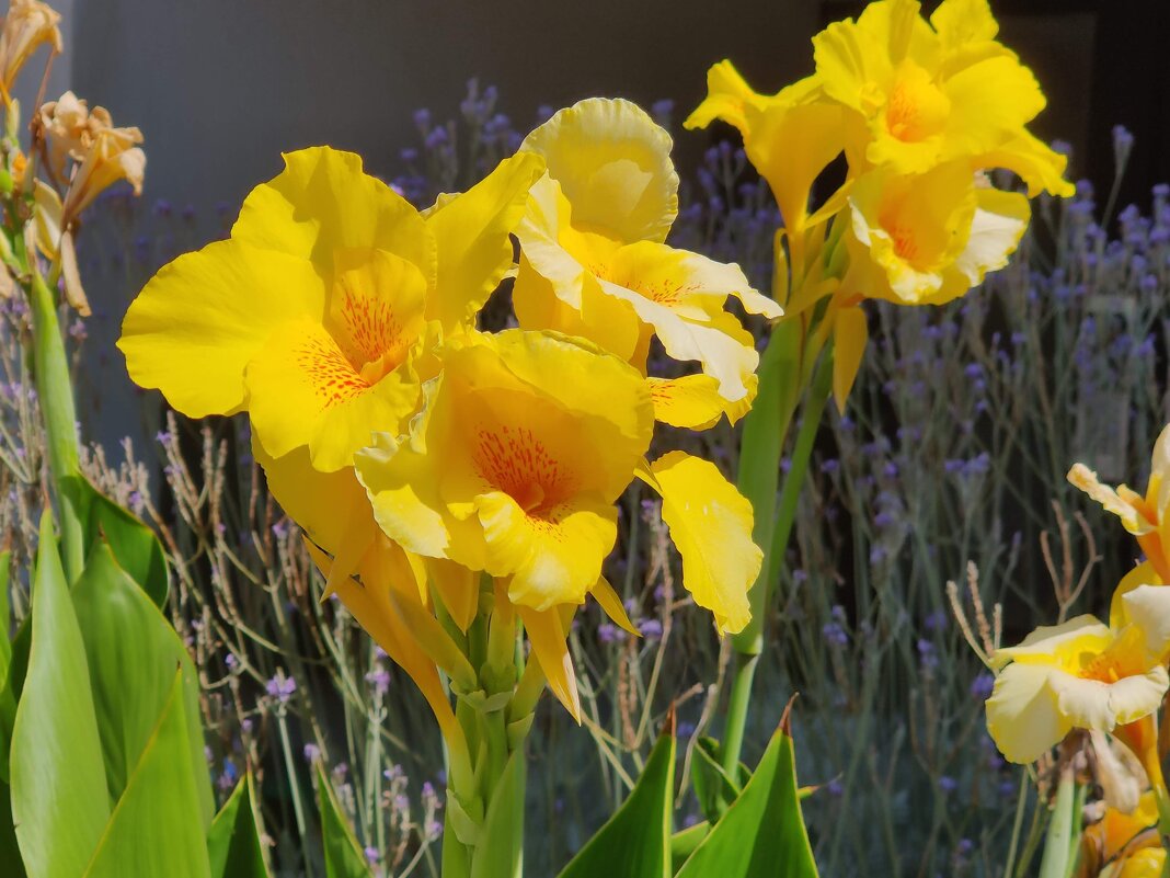 Канна во дворе! - Светлана Хращевская Канна во дворе! - Светлана Хращевская