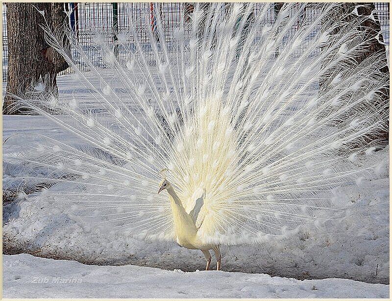 Павлин - птица роскоши и счастья! - Нина Андронова