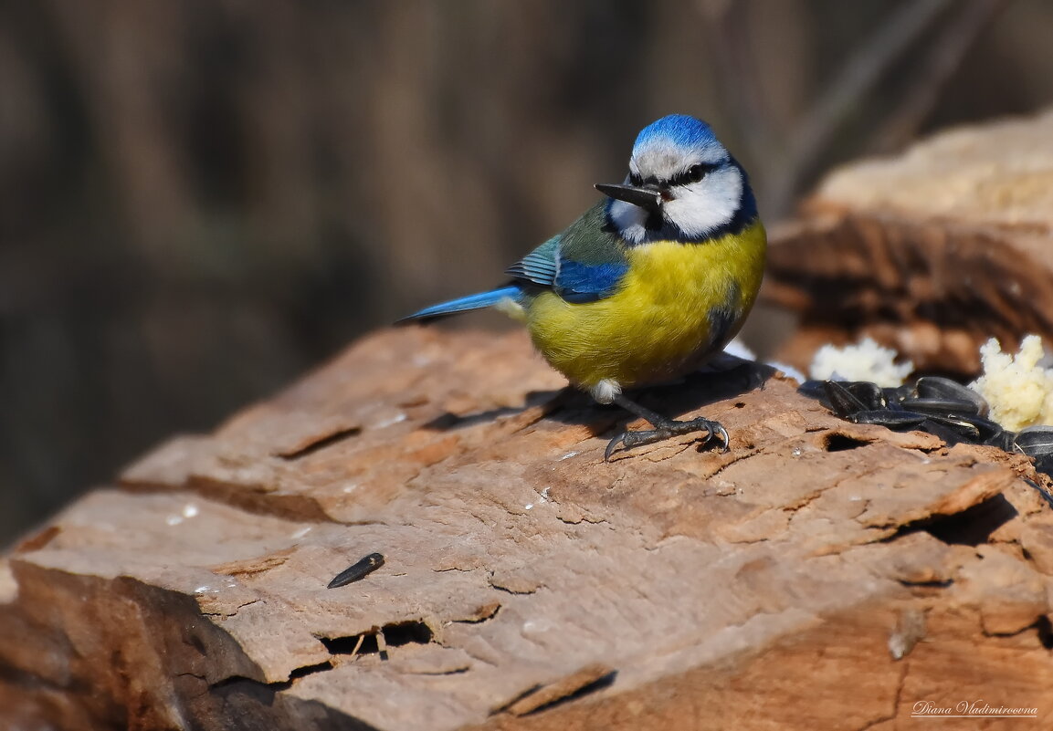 ЛАЗОРЕВКА. - DianaVladimirovna 