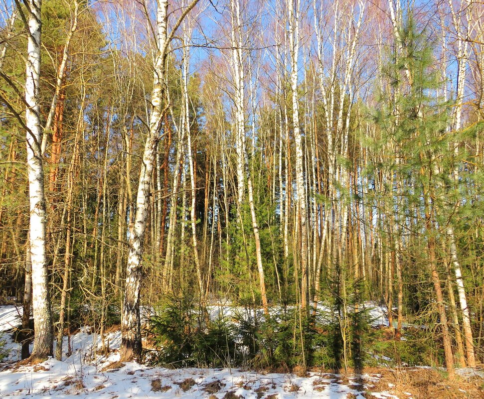 Последние зимние дни - Андрей Снегерёв