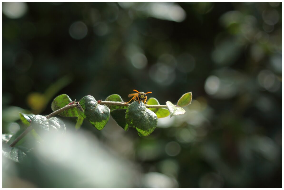 оса на ветке - Александр Кольцов