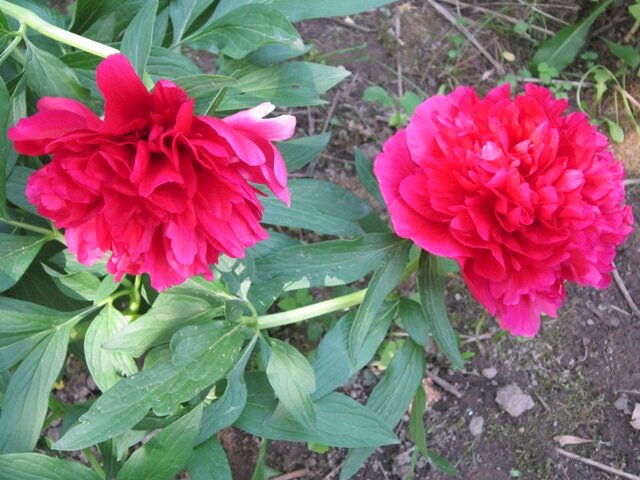 Два красных брата - Дмитрий Никитин