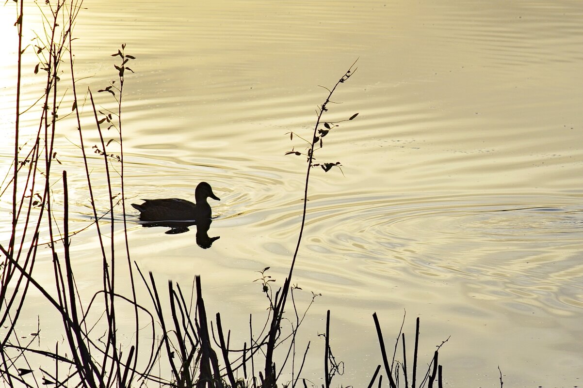 На озере - Сергей Швечков