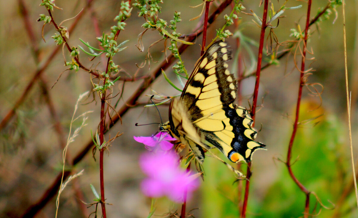 опять про бабочек 402 - Александр Прокудин опять про бабочек 402 - Александр Прокудин
