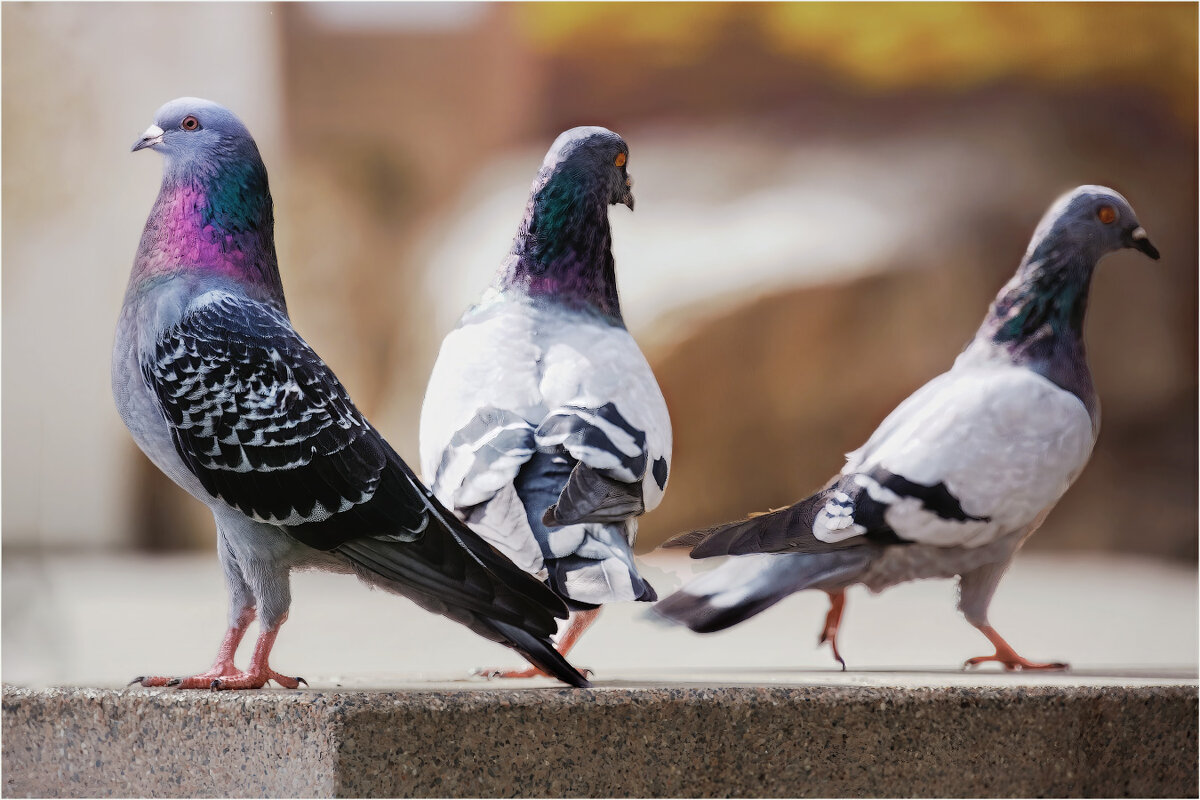 Я и мои девочки - Анатолий ИМХО