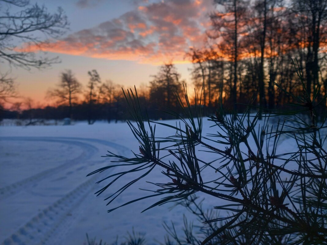 Рассвет - Сапсан 