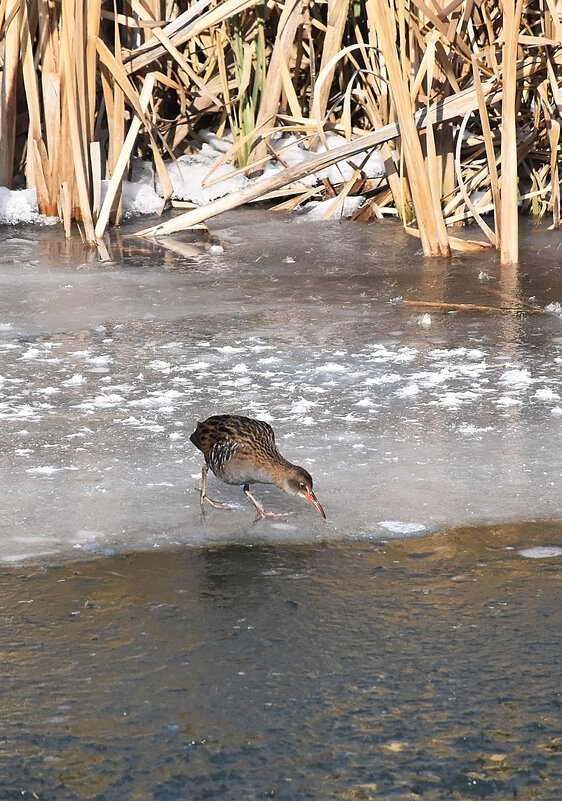 Будем знакомиться! - Валентина Нефёдова Будем знакомиться! - Валентина Нефёдова