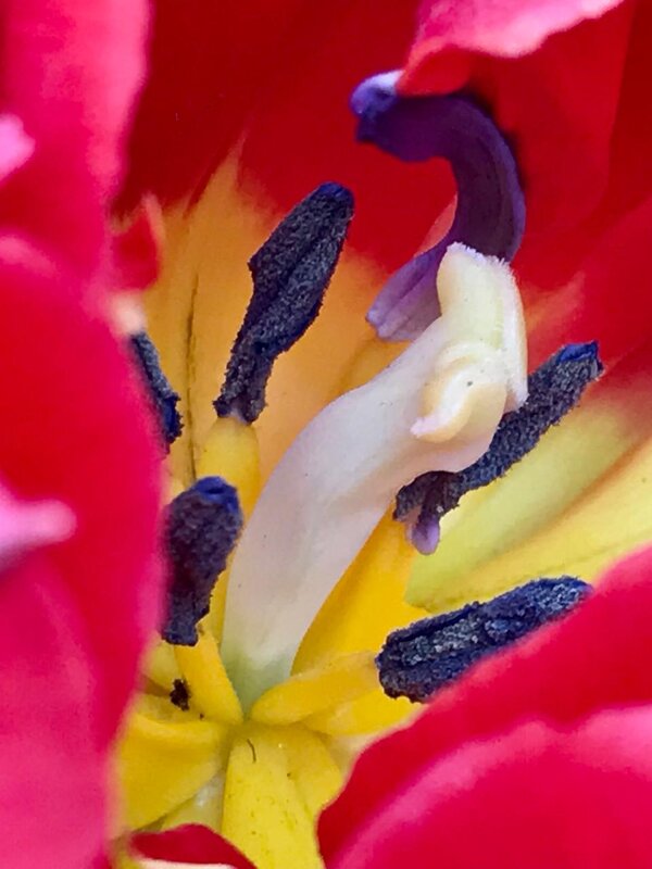 В сердечке - Pippa 