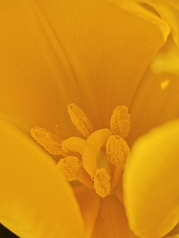 В сердечке - Pippa В сердечке - Pippa