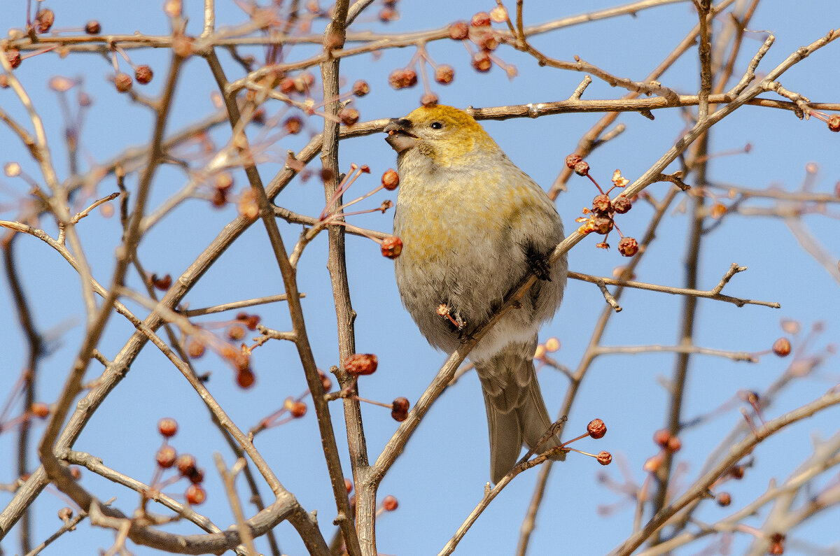 Щур. - Виктор Иванович Чернюк Щур. - Виктор Иванович Чернюк