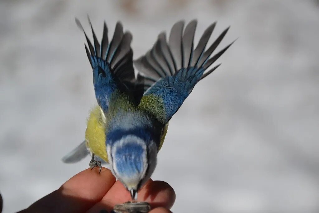 Лазоревка. - Надежда 