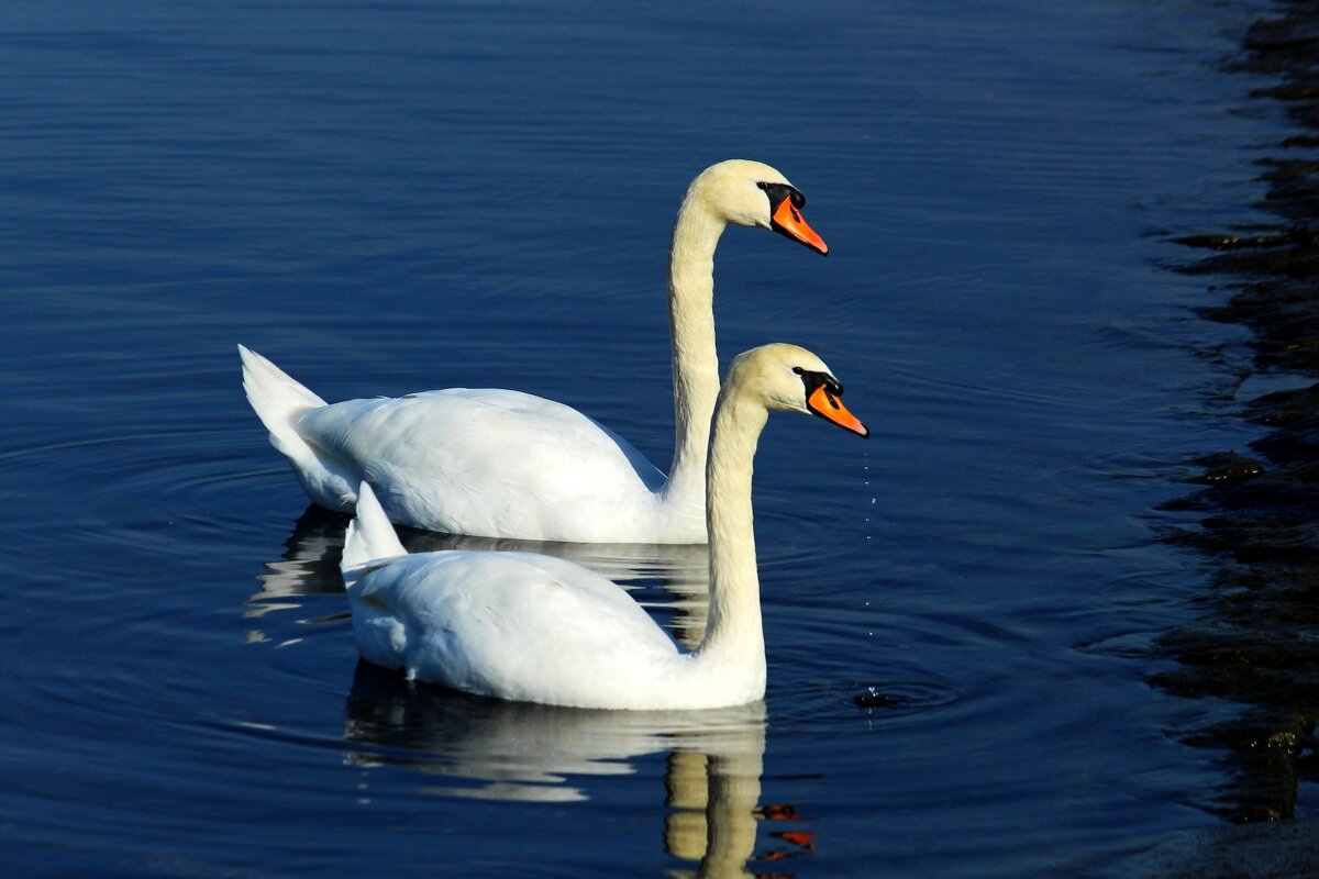 Пара - Юрий. Шмаков