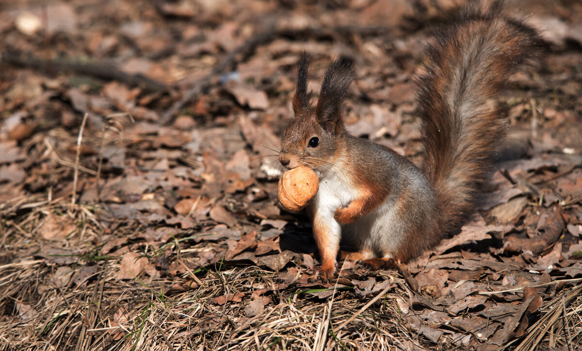Удача! - Владимир Безбородов