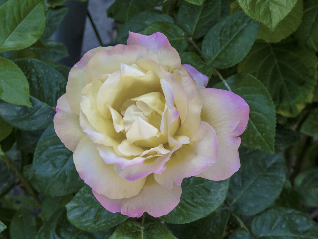 Глория Дей - Валентин Семчишин Глория Дей - Валентин Семчишин