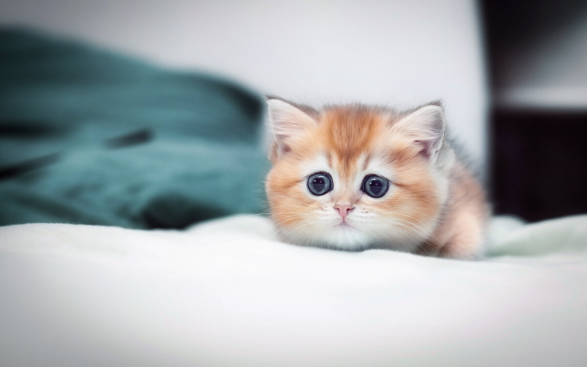 На охоте) - Лилия .