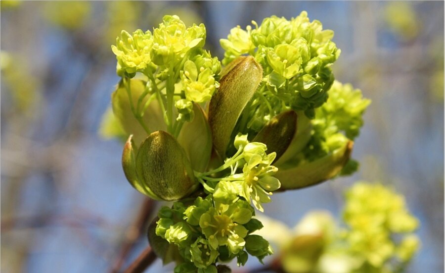 весна - марта Камушкина весна - марта Камушкина