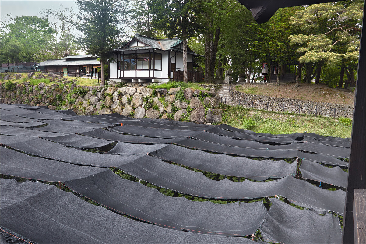 Ещё раз о грядках вассаби - Валерий Готлиб Ещё раз о грядках вассаби - Валерий Готлиб