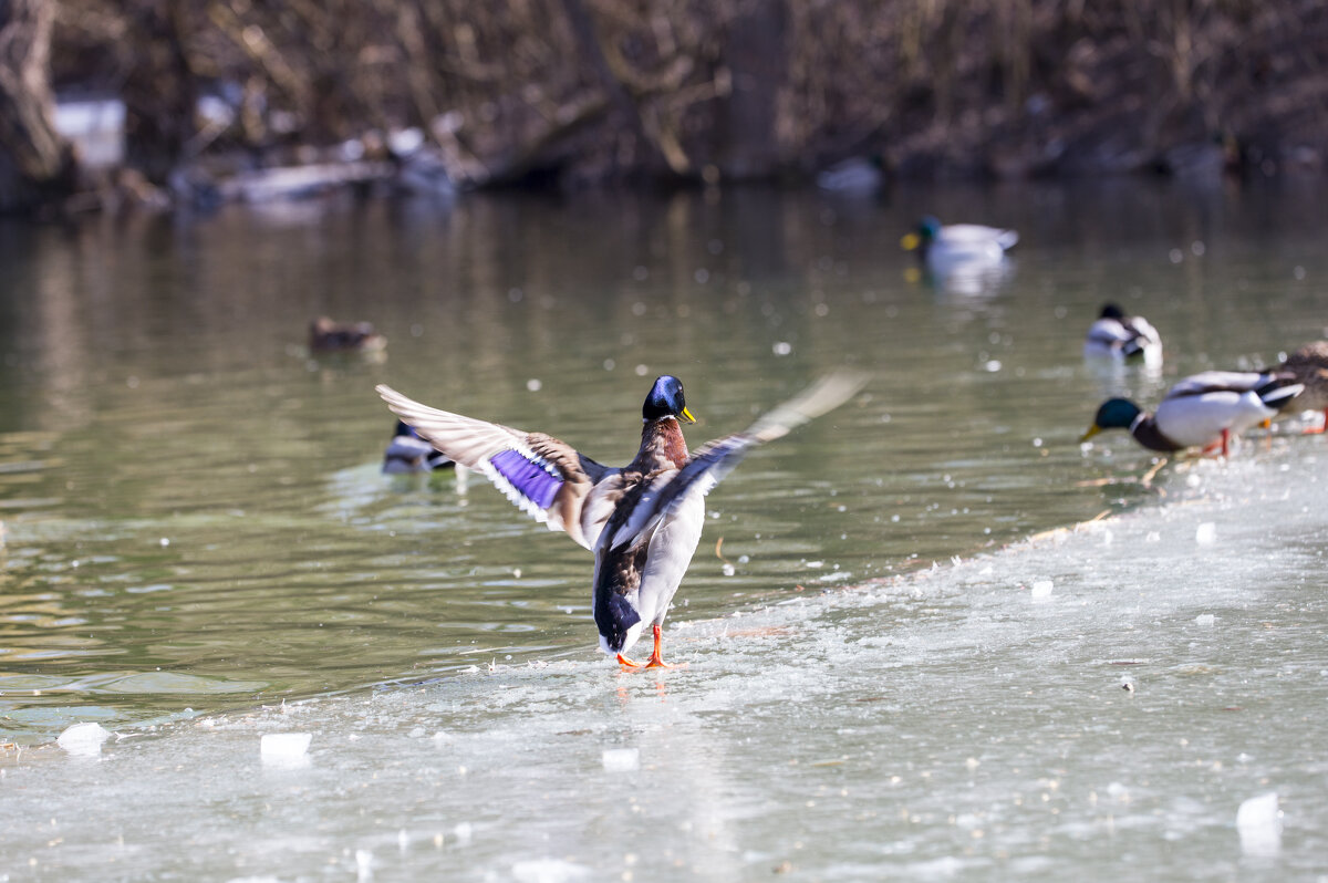 асса - Светлана Тихонина асса - Светлана Тихонина