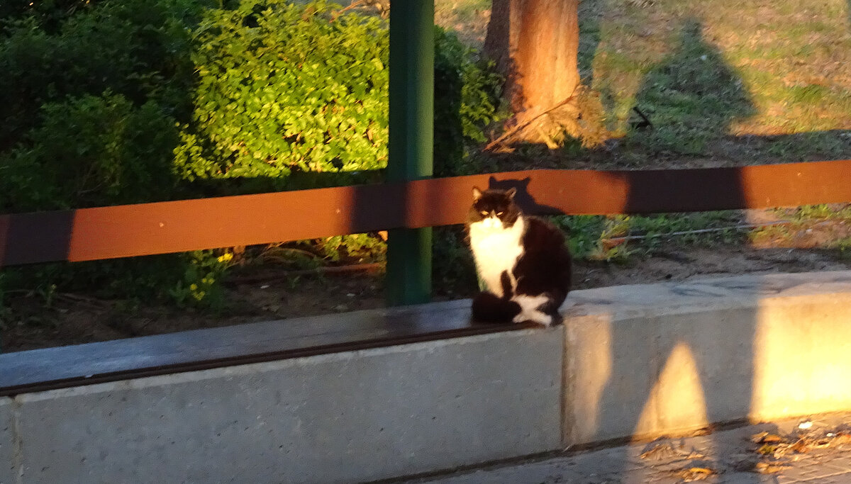 Котский двор - Helmut Levitt