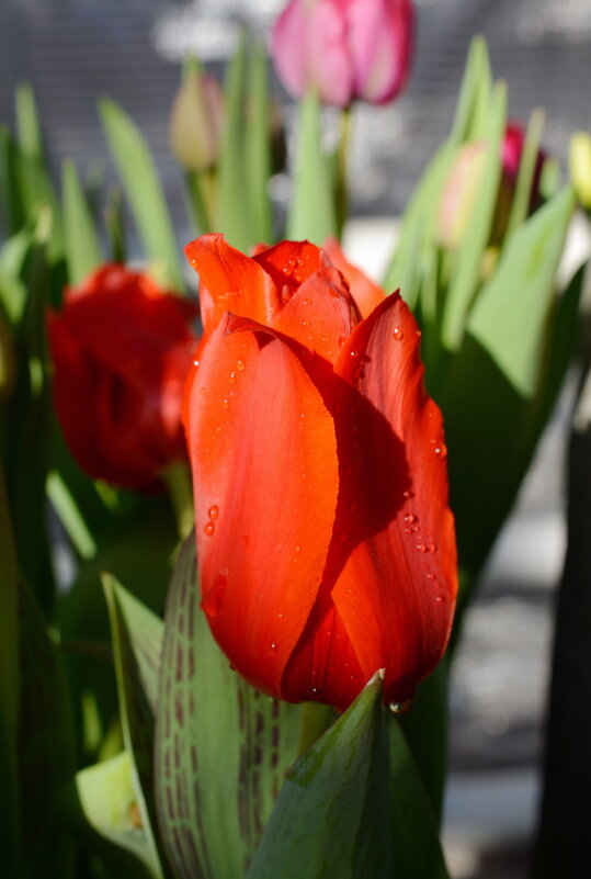 Тюльпан - Леонид Иванчук Тюльпан - Леонид Иванчук