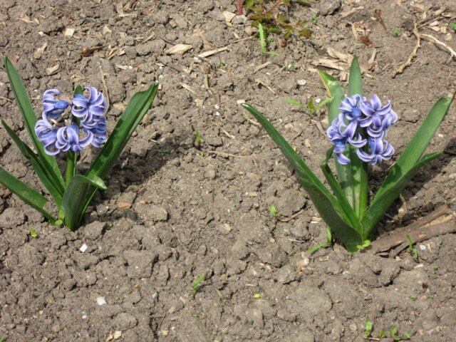 Два гиацинта - Дмитрий Никитин Два гиацинта - Дмитрий Никитин
