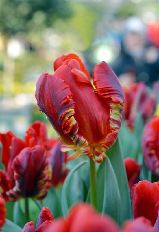 Тюльпаны - Леонид Иванчук Тюльпаны - Леонид Иванчук