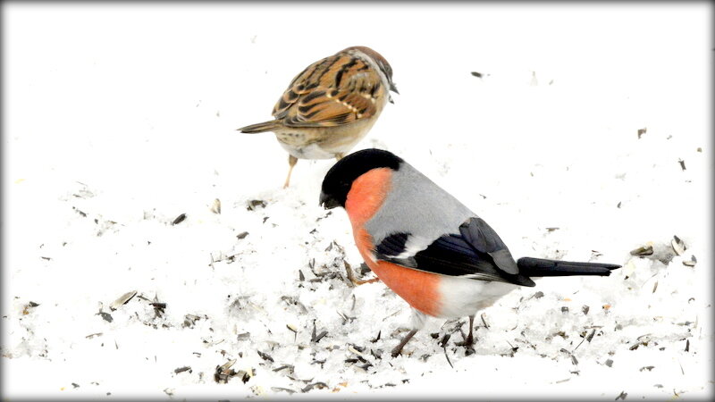 Семечек хватит всем ... - Сергей 