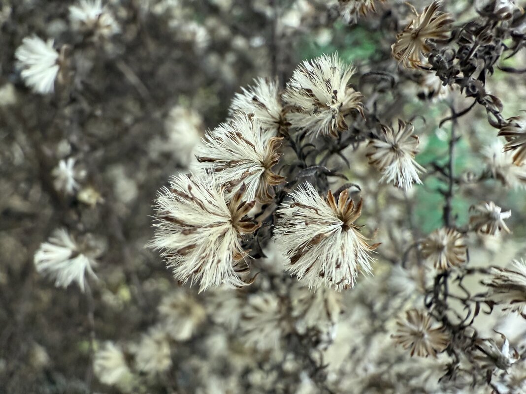 Сухоцветы - Валентина .