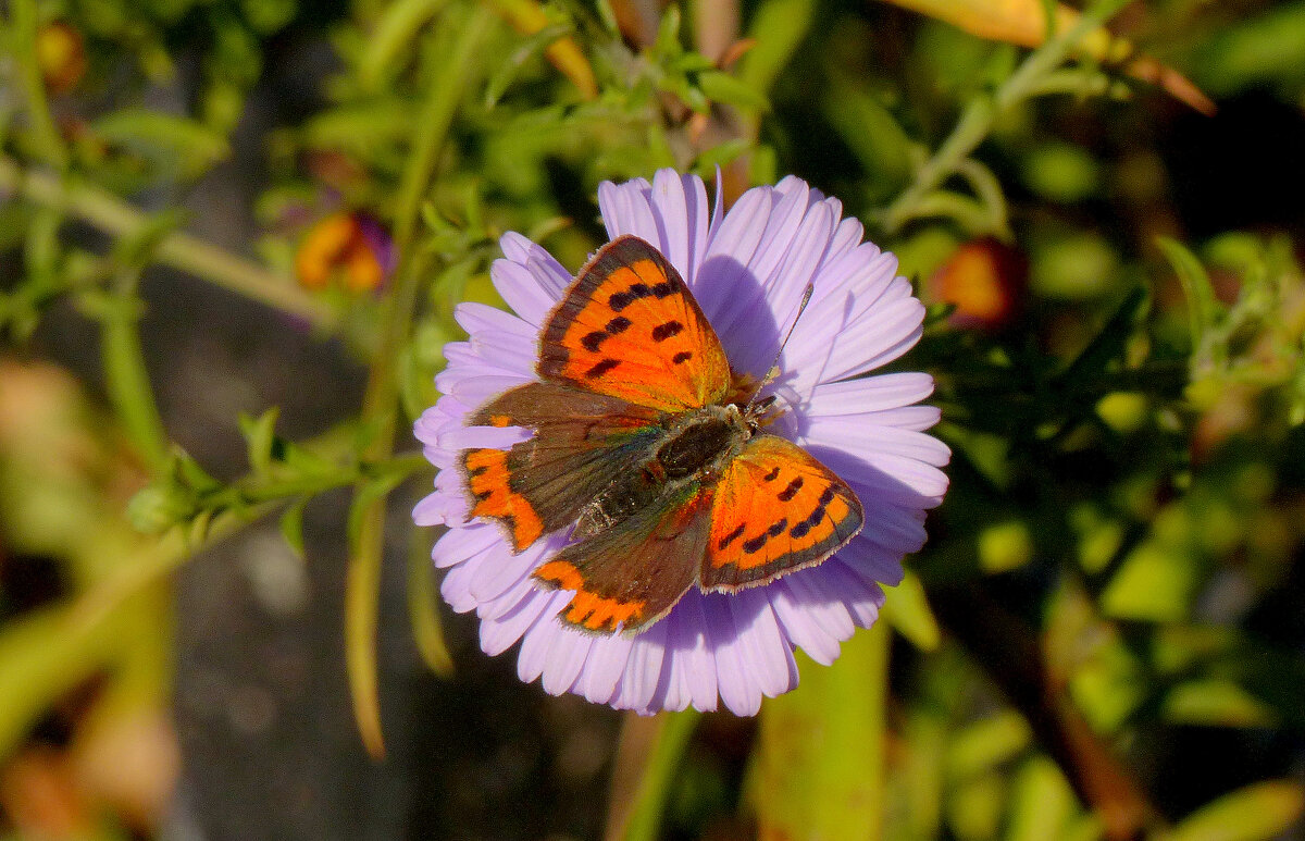опять про бабочек 404 - Александр Прокудин опять про бабочек 404 - Александр Прокудин