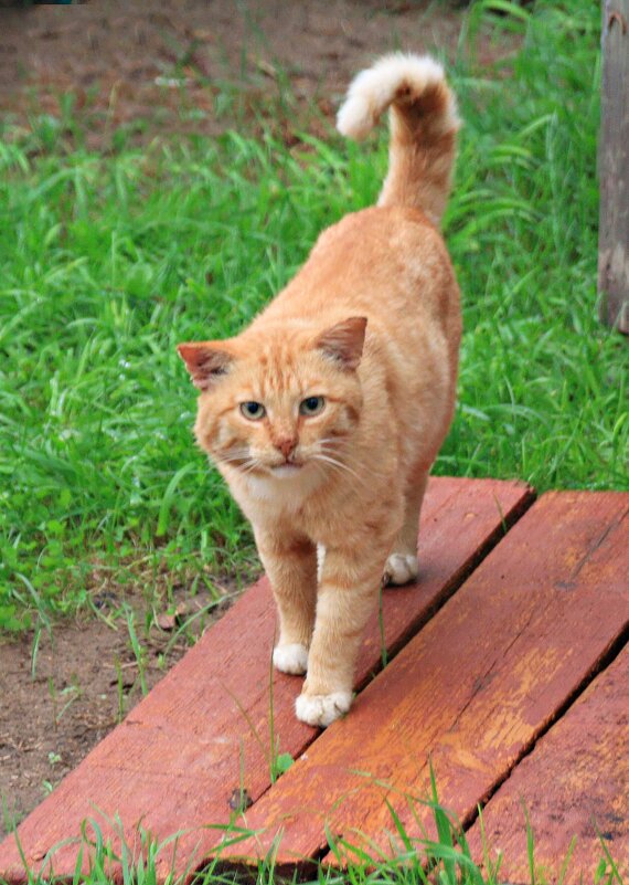 Перекусить бы! - Валерий Судачок