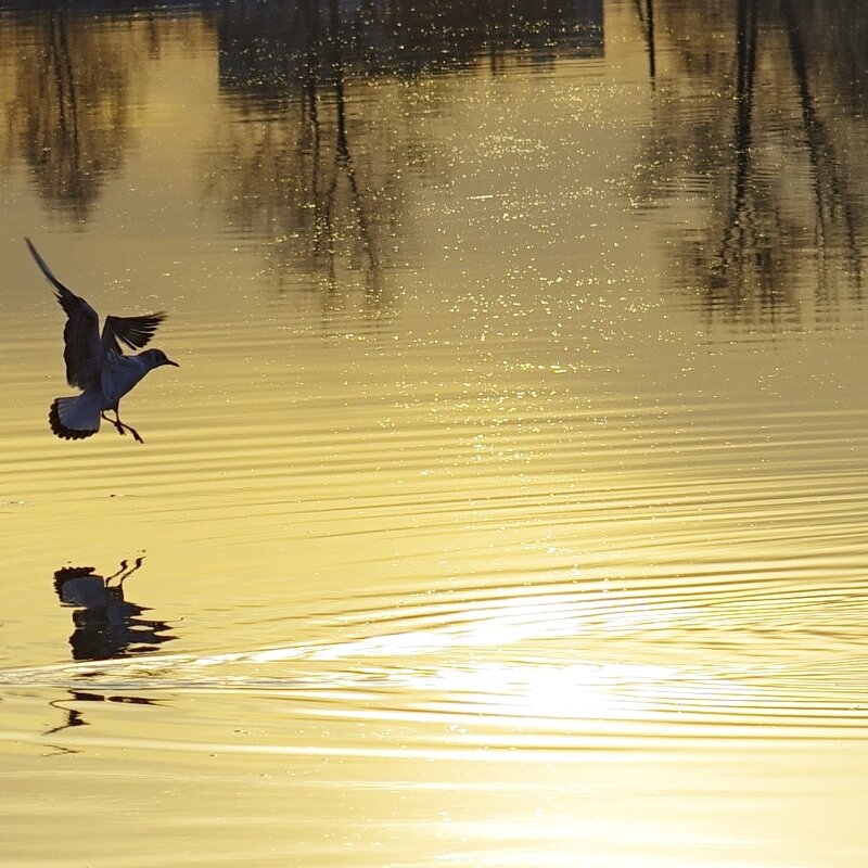 Приводнение - Сергей Швечков Приводнение - Сергей Швечков