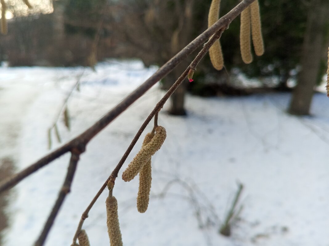 Орешник - Сапсан 